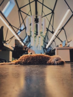 A furry dog is lying on the floor of a modern interior space with a high ceiling. The ceiling features an intricate black framework and large light fixtures. In the background, office furniture, including desks and chairs, can be seen, with a person working at a desk.