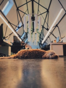 A furry dog is lying on the floor of a modern interior space with a high ceiling. The ceiling features an intricate black framework and large light fixtures. In the background, office furniture, including desks and chairs, can be seen, with a person working at a desk.