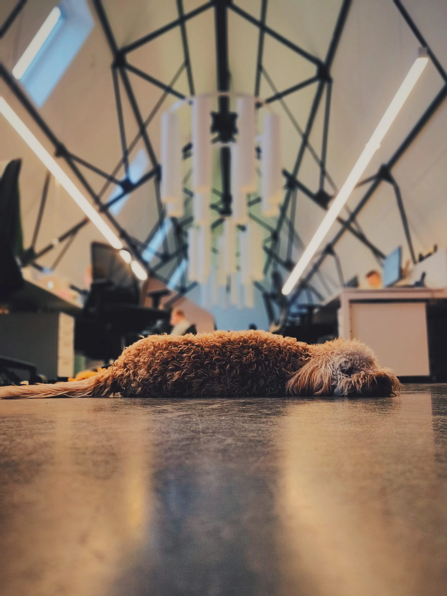 A calm dog resting quietly on the floor of an open office with desks behind it while its handler works
