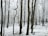 bare trees