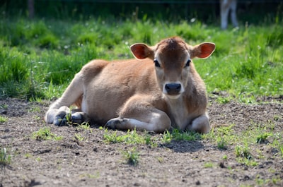 Juvenile wagyu calves resting together on soft earth with warm sunlight highlighting their smooth coats.