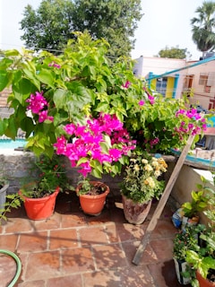 A vibrant terrace garden bursting with colorful flowering plants and lush greenery under the Mumbai sun.