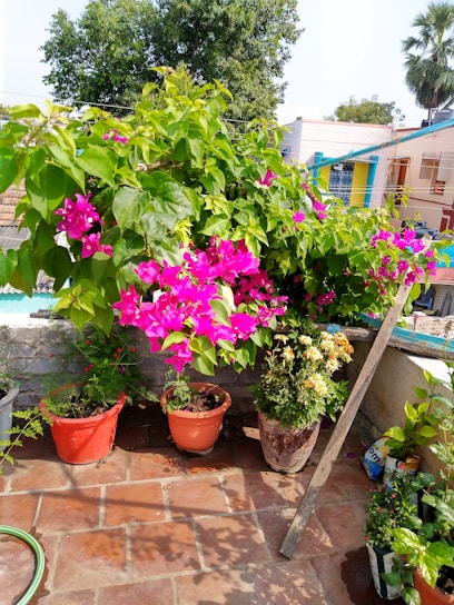 A vibrant terrace garden bursting with colorful flowering plants and lush greenery under the Mumbai sun.