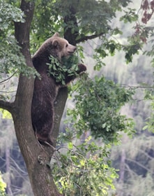 A humorous cartoon of a man awkwardly trying to climb a tree, with a bear watching amusedly.