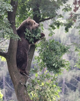 A bear is climbing a tree, surrounded by lush green foliage. The animal's fur is dark brown, and it appears to be exploring or perhaps searching for food among the branches. The setting is a dense forest with various shades of green.