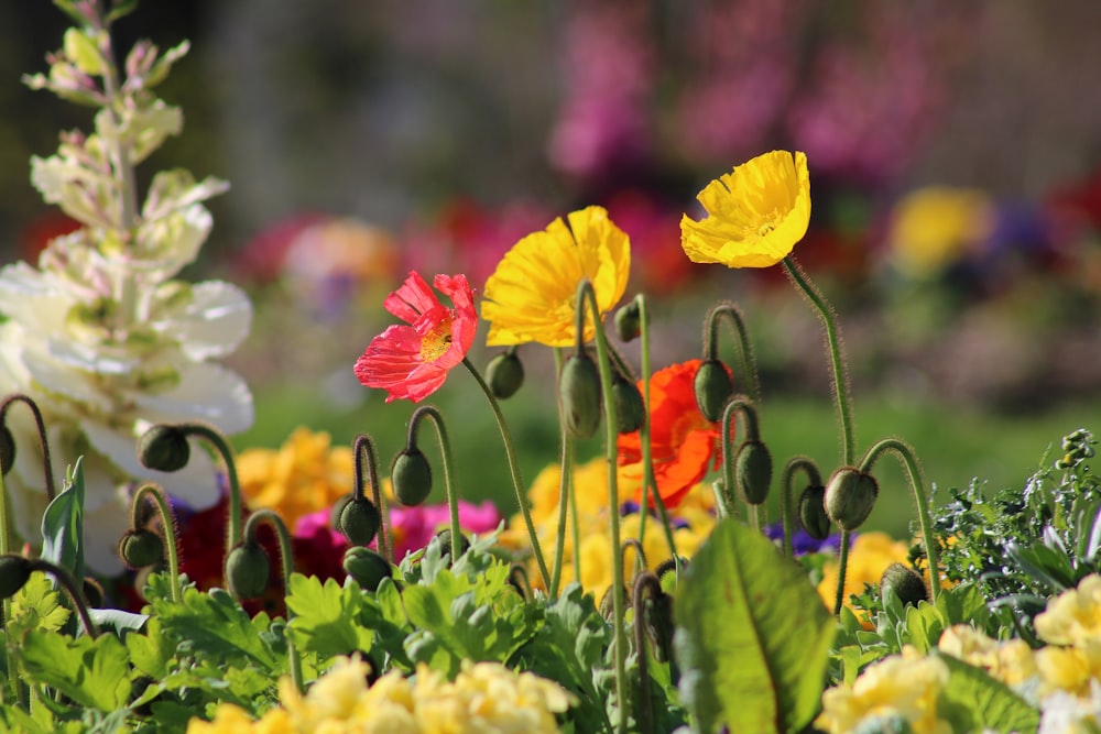 yellow petaled flowers