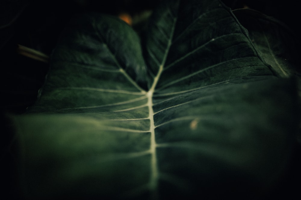 close-up photography of green leaf