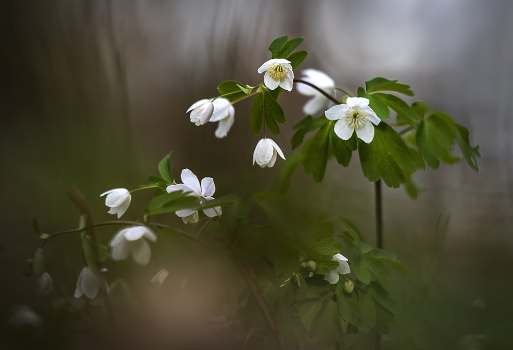 selective focus photography of white-petaled flowers