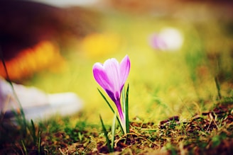 purple-petaled flower on soil