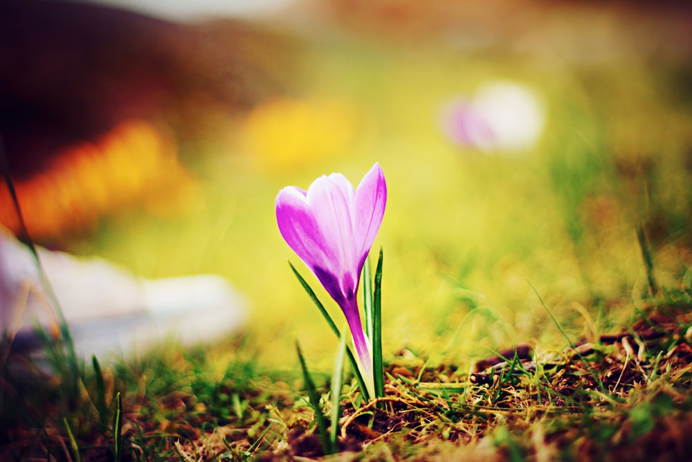 purple-petaled flower on soil