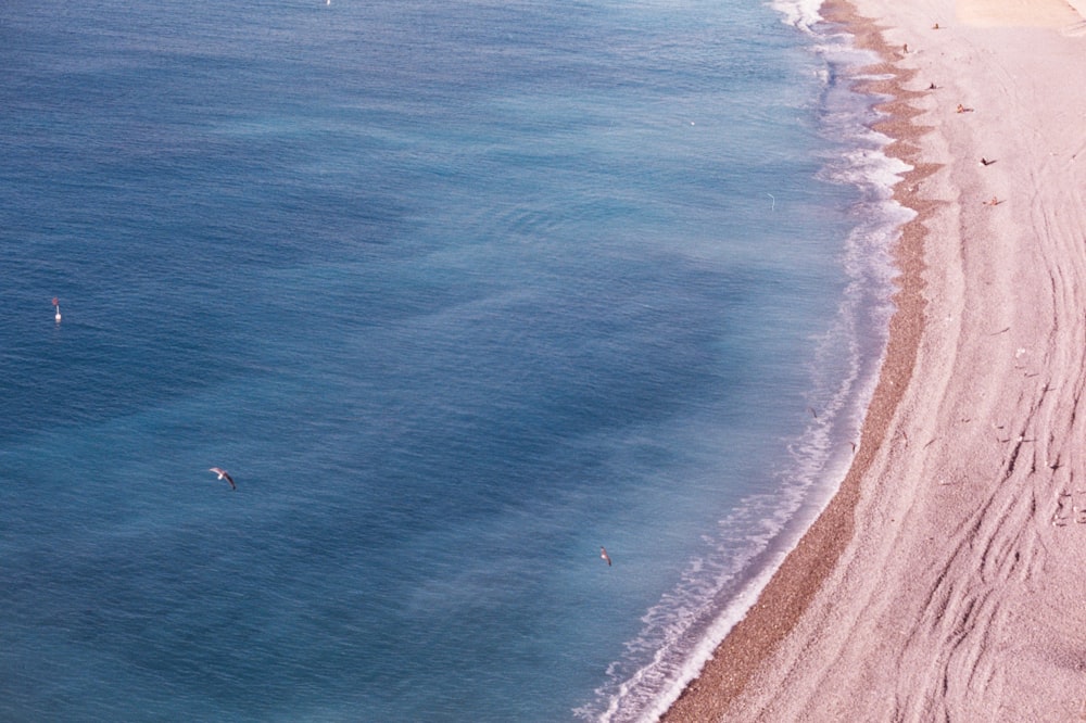 birds flying above beach