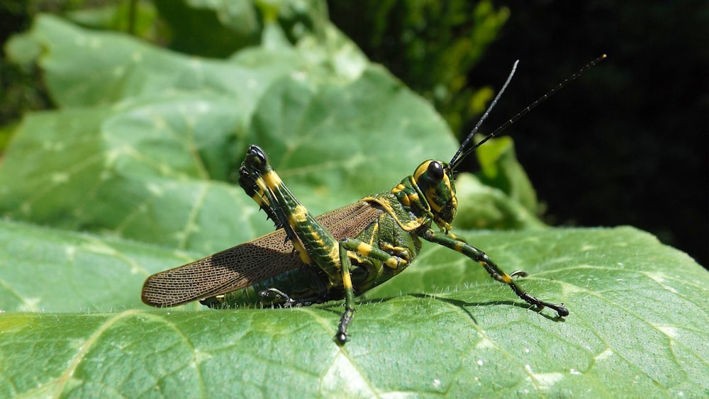 selective focus photo of green and yellow grasshopper