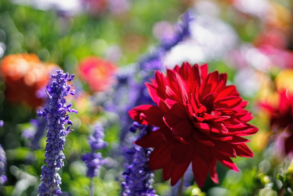 red flowers