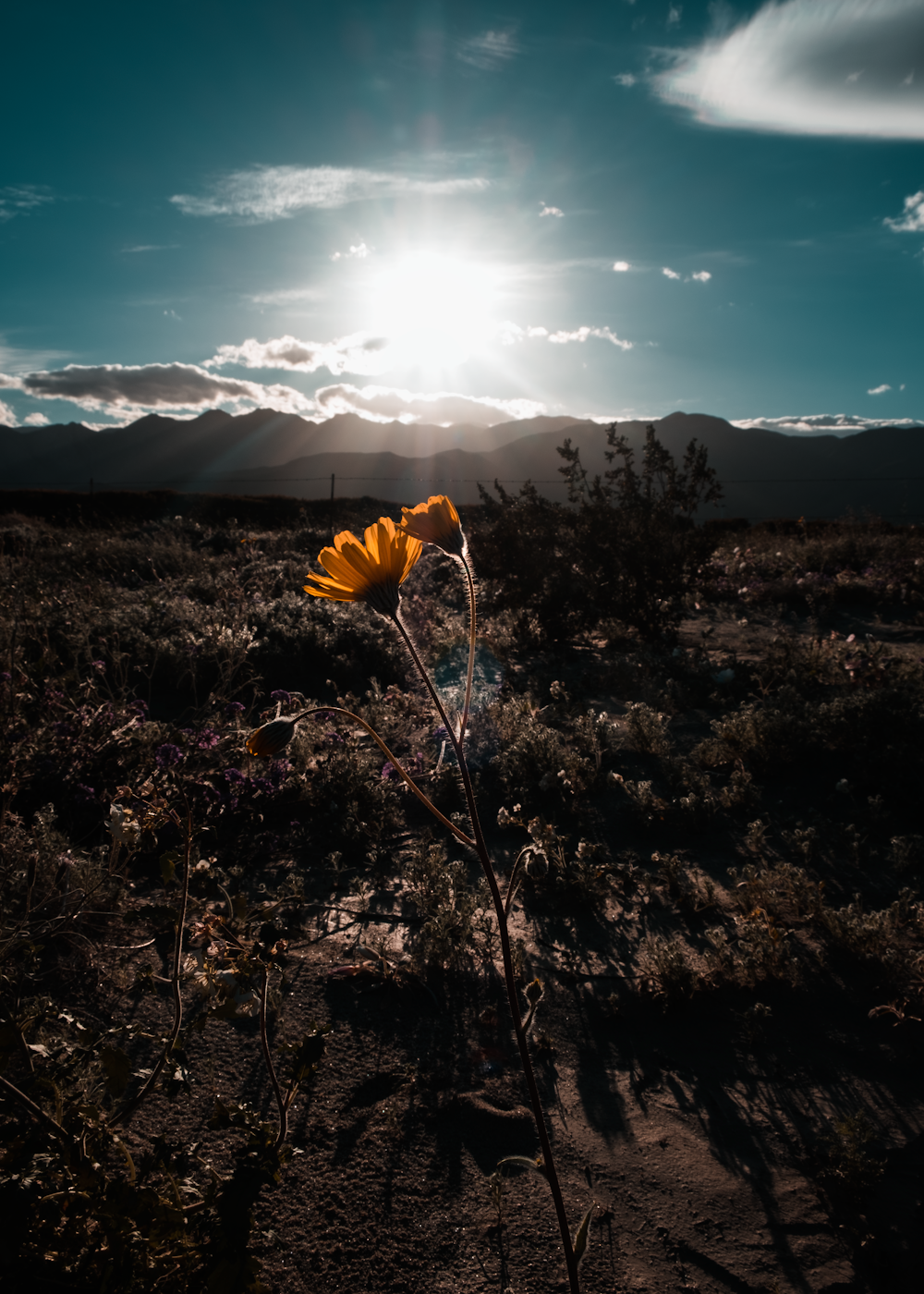 yellow flower under blue sky