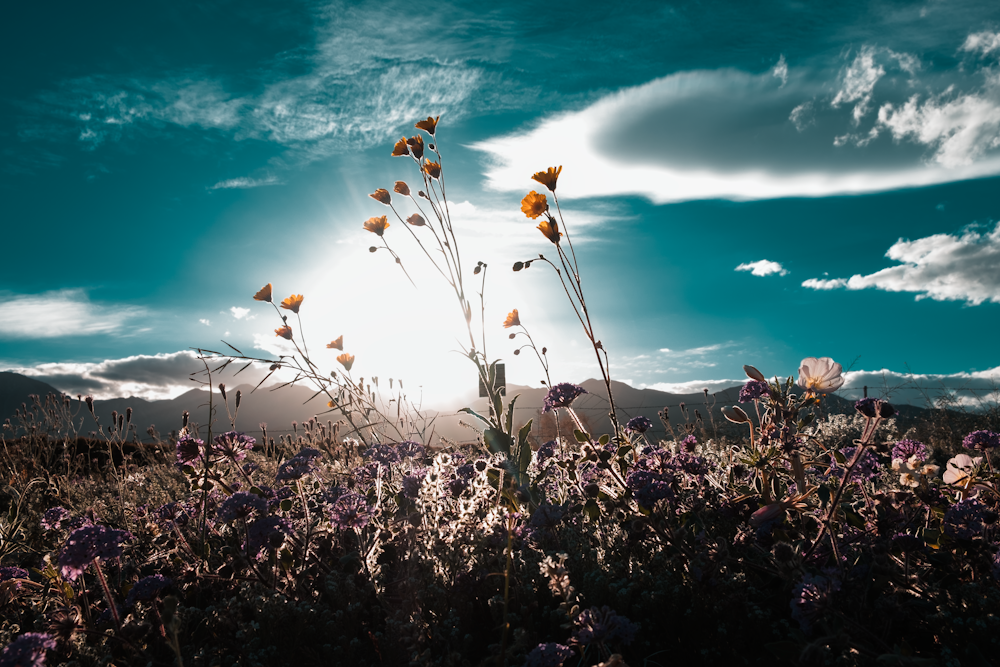 yellow petaled flowers on field during daytime