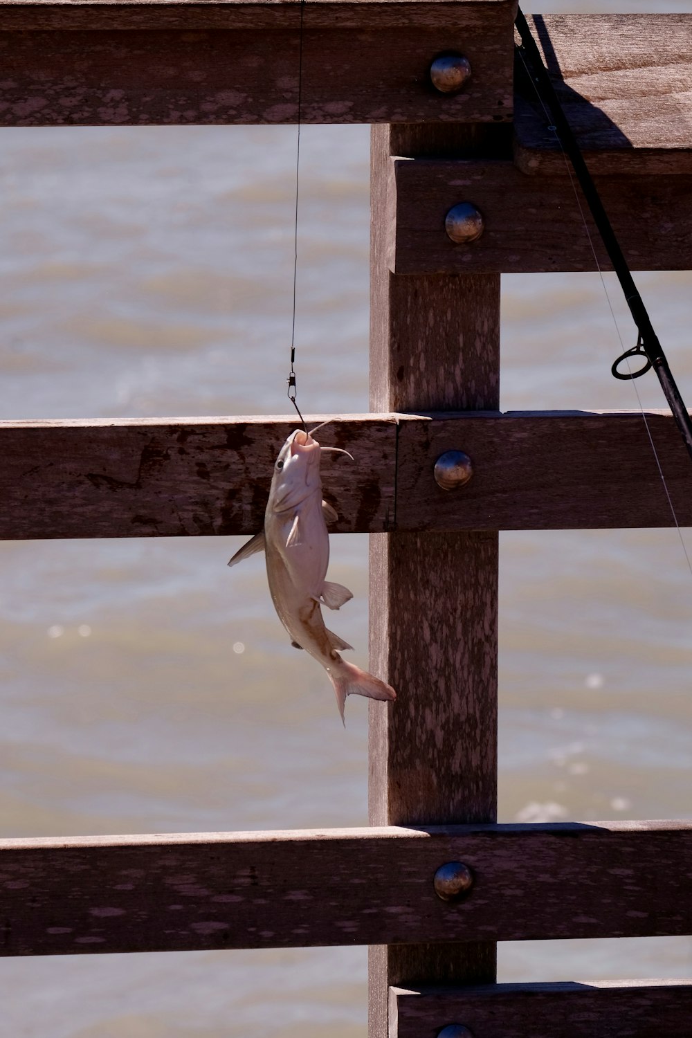 white fish on fish hook