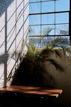 green leafed palm