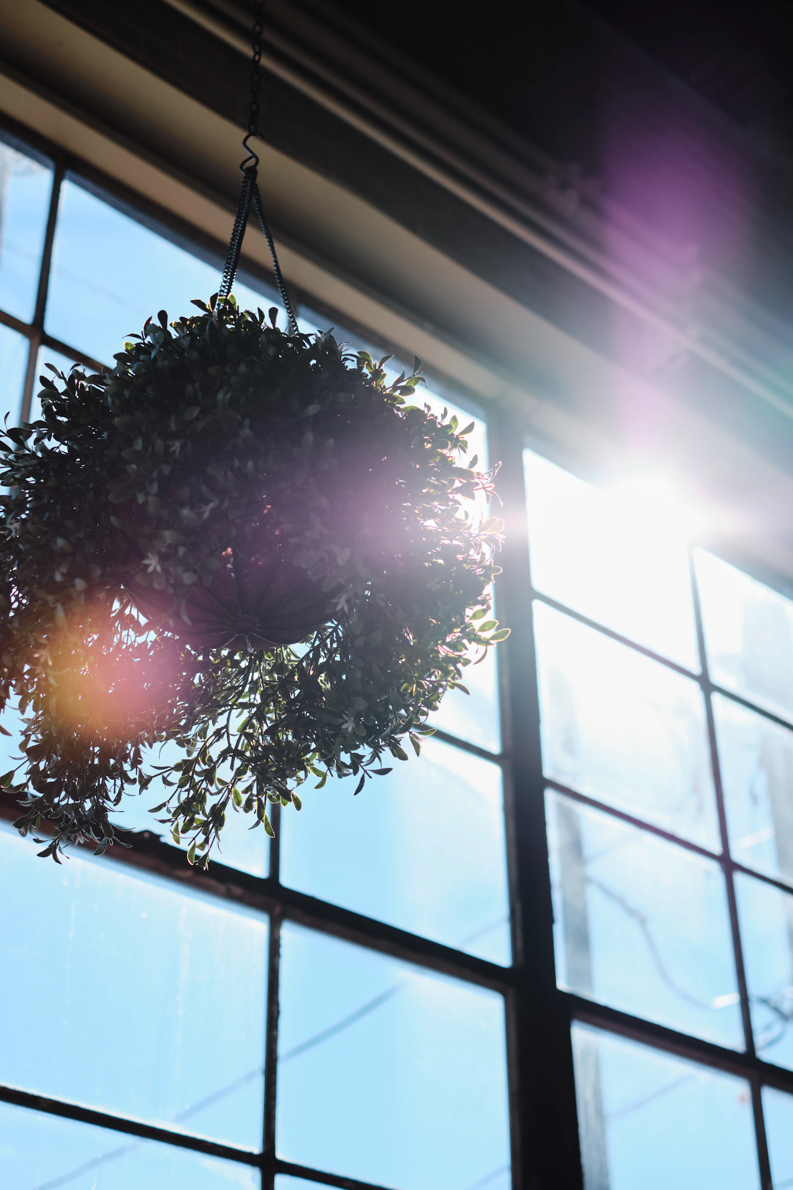 Hanging indoor plant silhouetted against a bright window with its trailing stems pulled toward the light