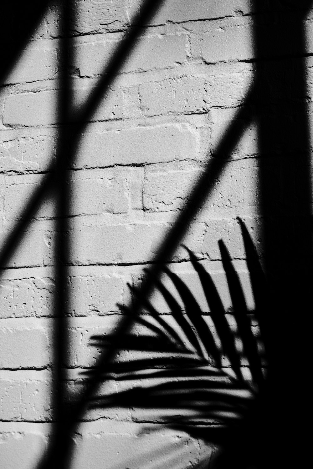 grayscale photography of plant near wall during daytime