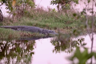 grey alligator