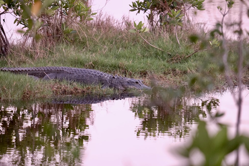 grey alligator