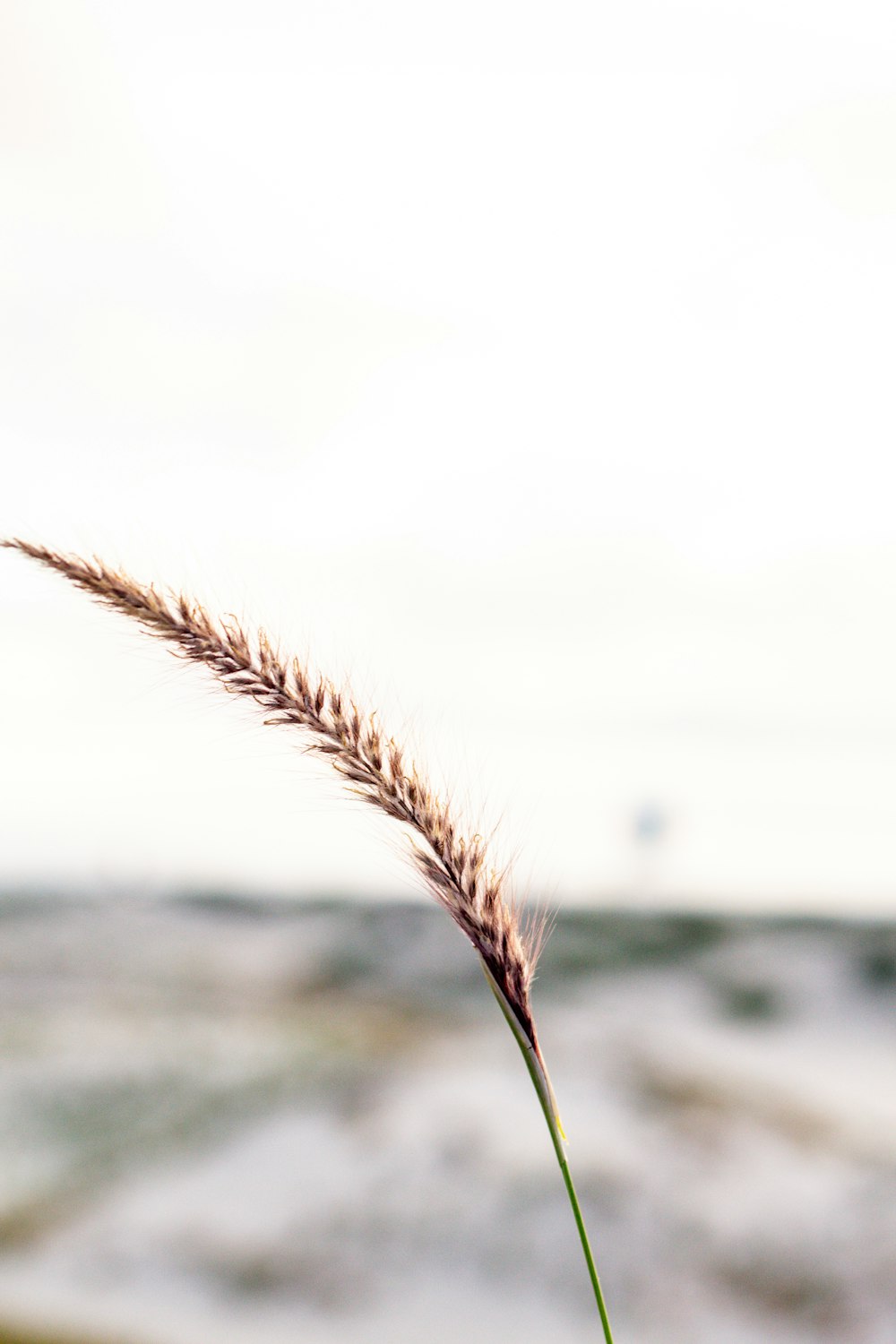 brown wheat in close-up photography during daytime