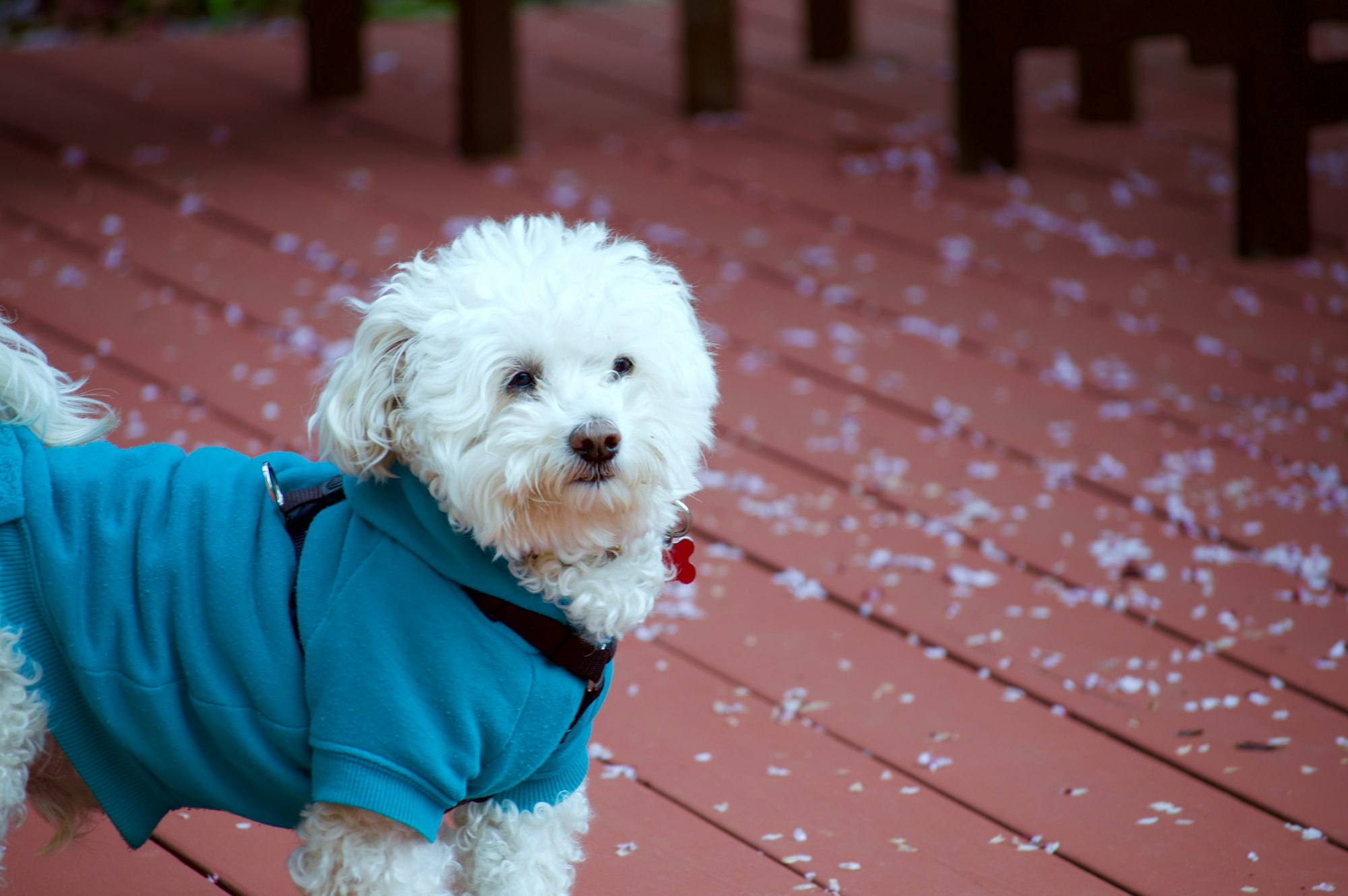 How Long Can You Walk Your Dog in the Cold?