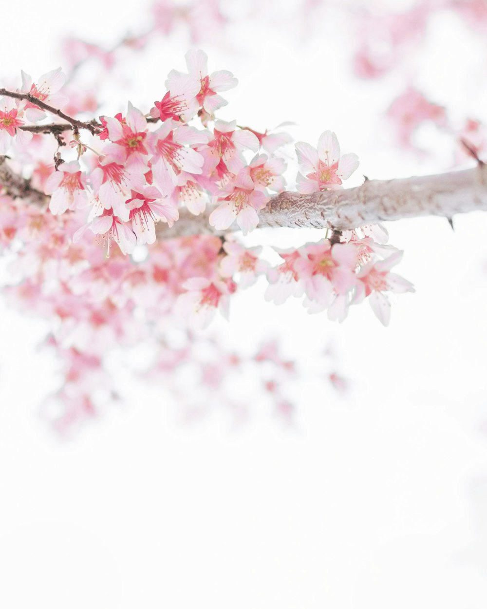 flores de cerejeira cor-de-rosa