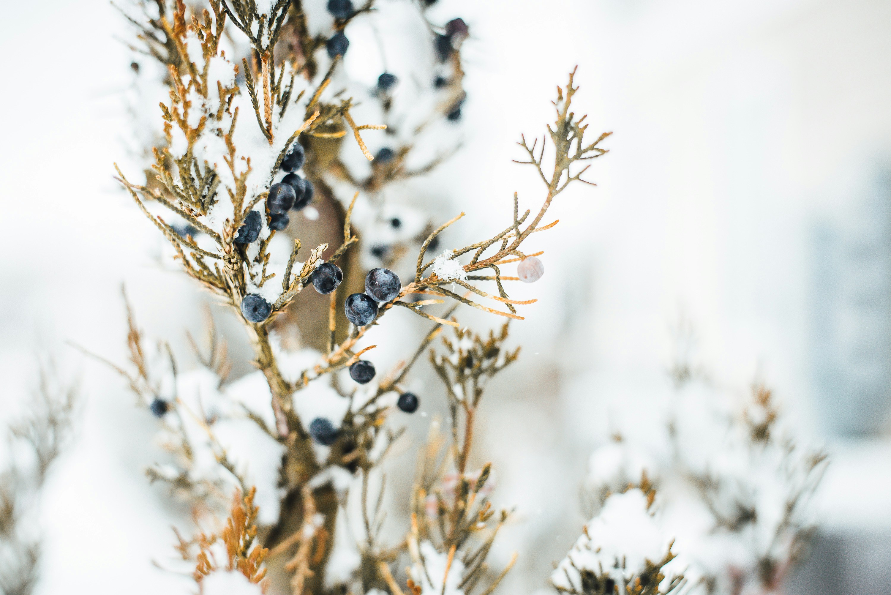 Photo by _christianlambert