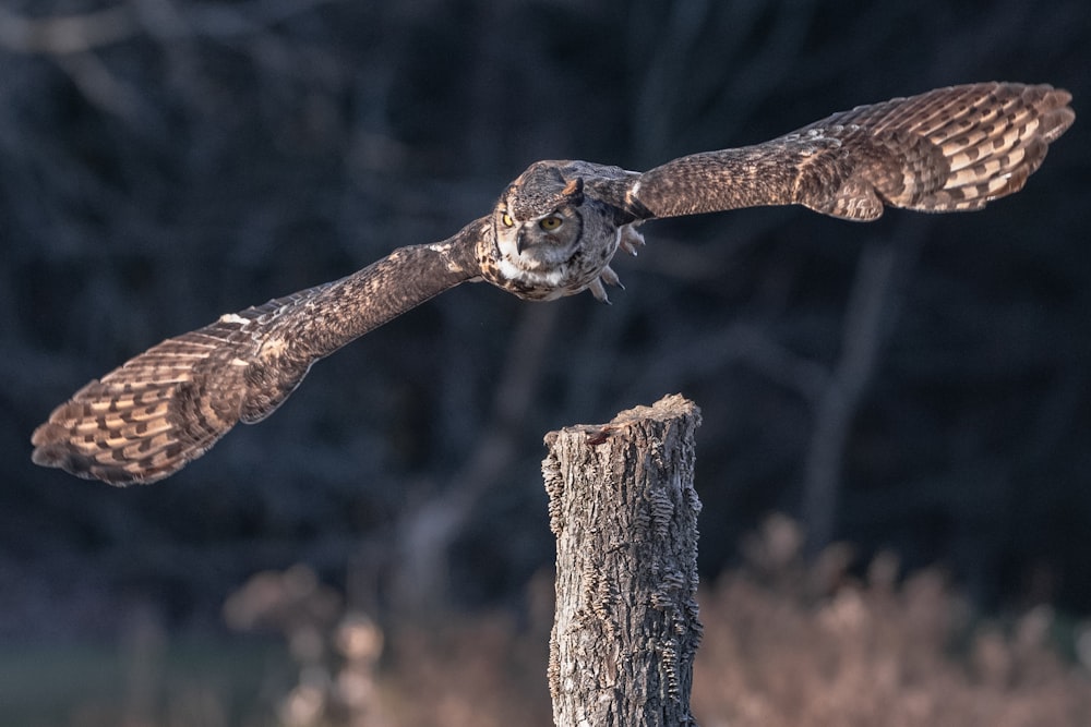 owl in mid air
