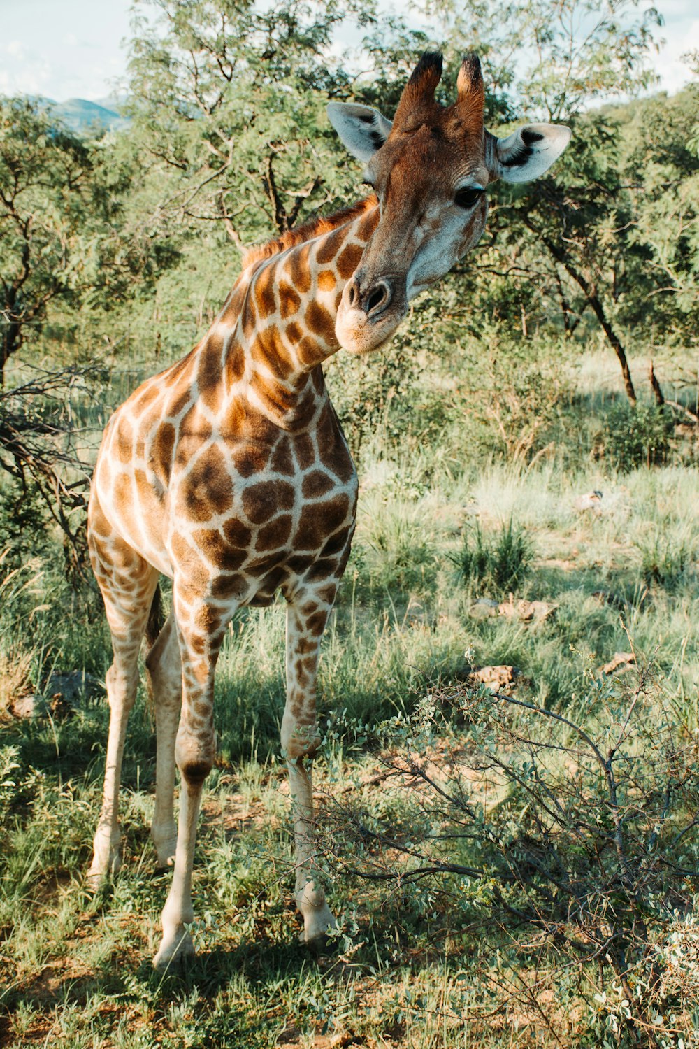 close-up photography of giraffe