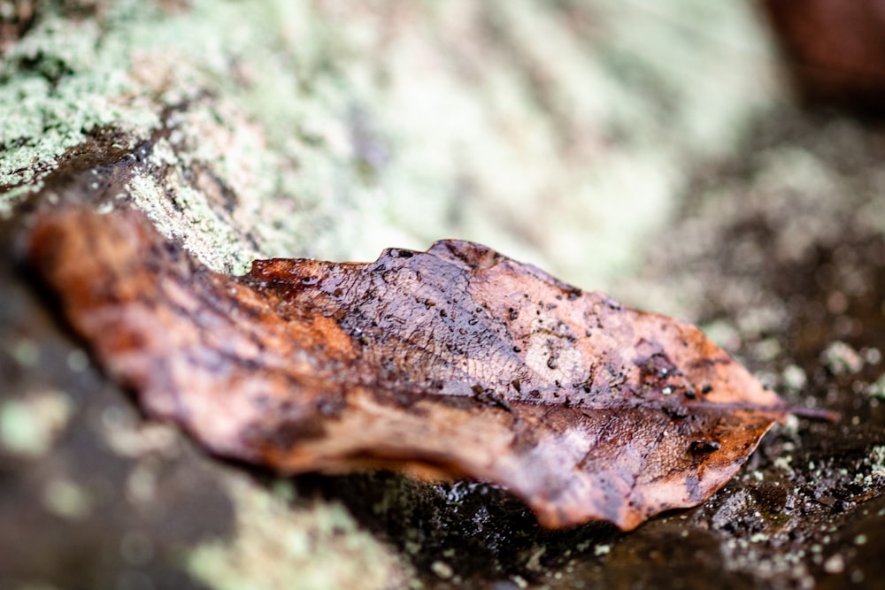 a leaf that is sitting on a rock