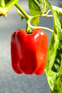 Bright red and orange bell peppers hanging on the plant in the vegetable garden