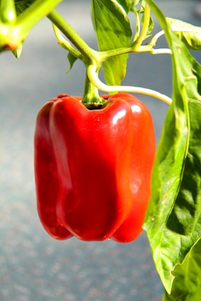 Bright red and orange bell peppers hanging on the plant in the vegetable garden