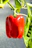 Close-up of a vibrant red super hot pepper hanging on a green plant in sunlight.
