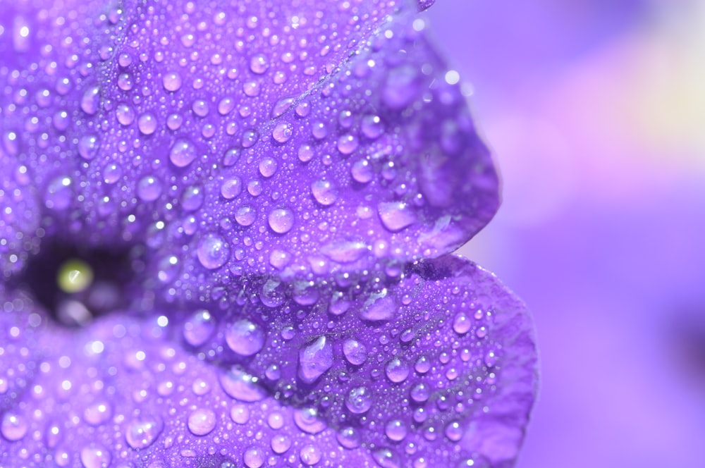 close-up photography of purple petaled flower