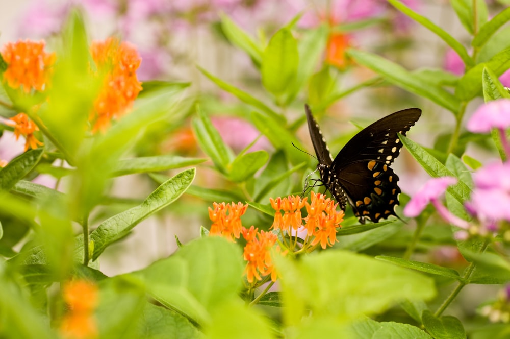 butterfly on flwoer