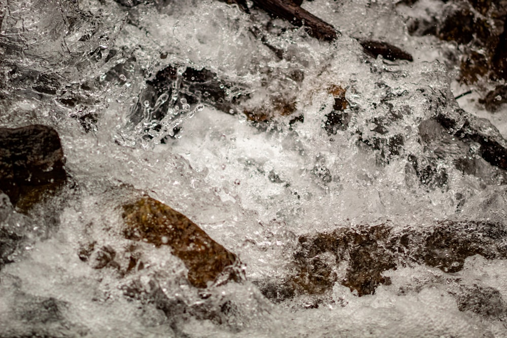 a bird sitting on top of a rock in the water