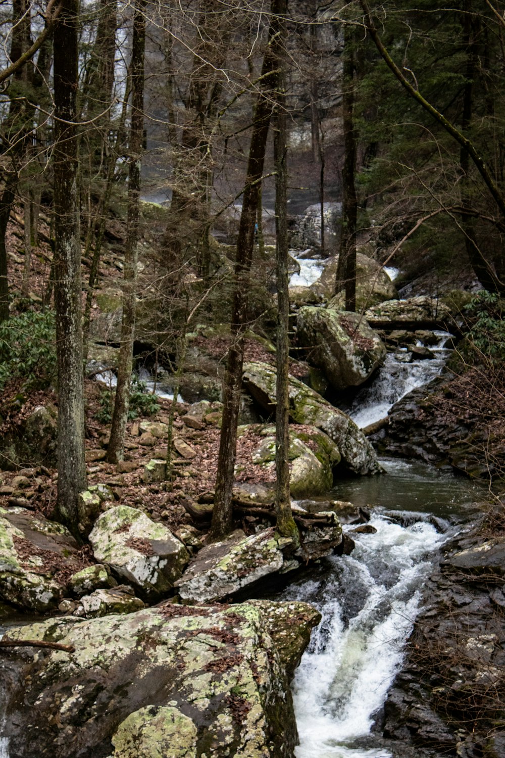 ein Bach, der durch einen Wald voller Bäume fließt