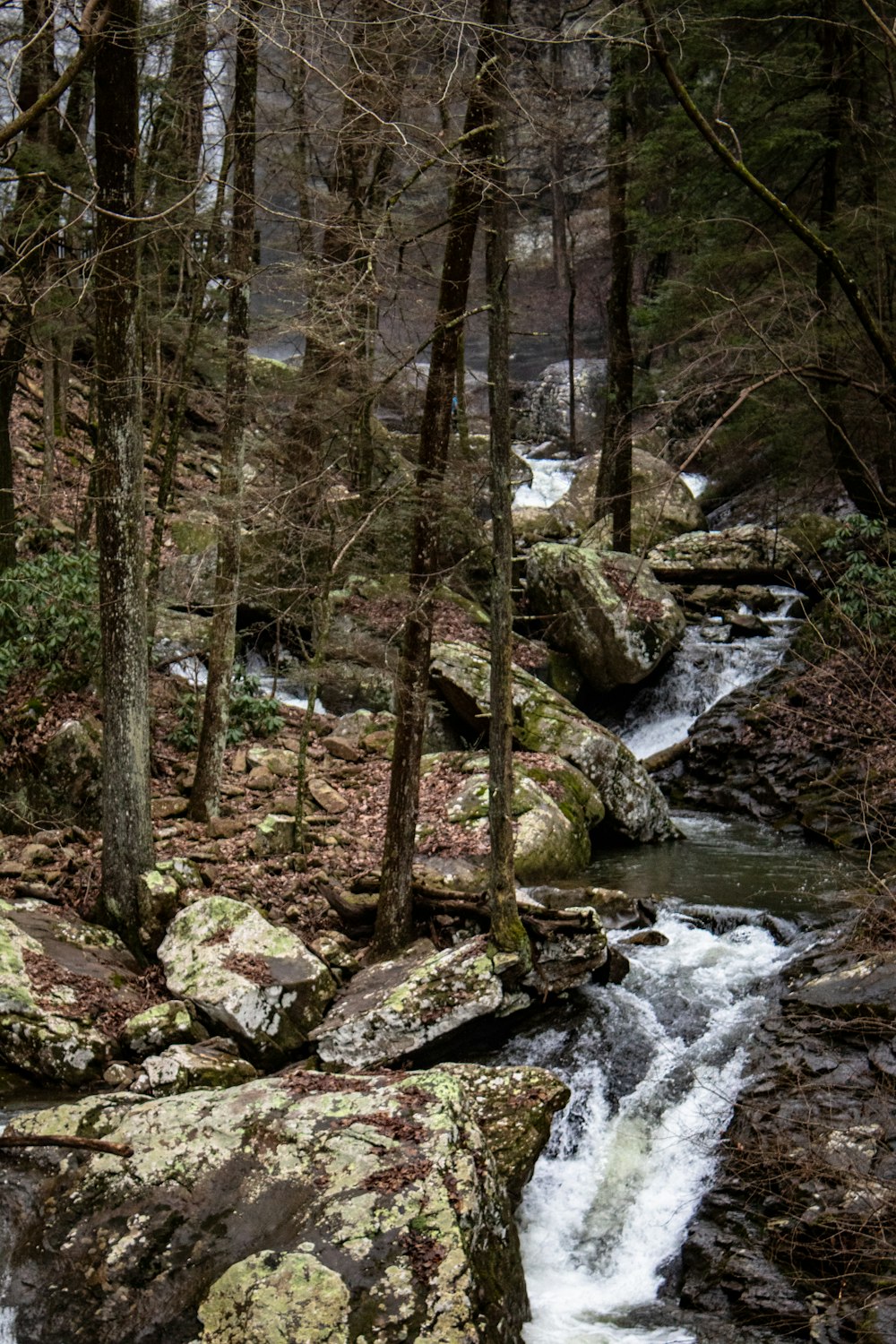 a stream running through a forest filled with trees