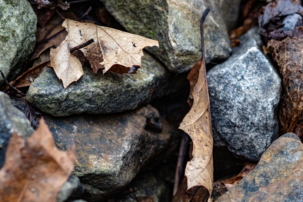 a pile of rocks and leaves on the ground
