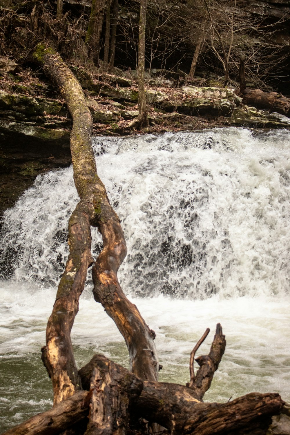 a bear that is standing on a log in the water