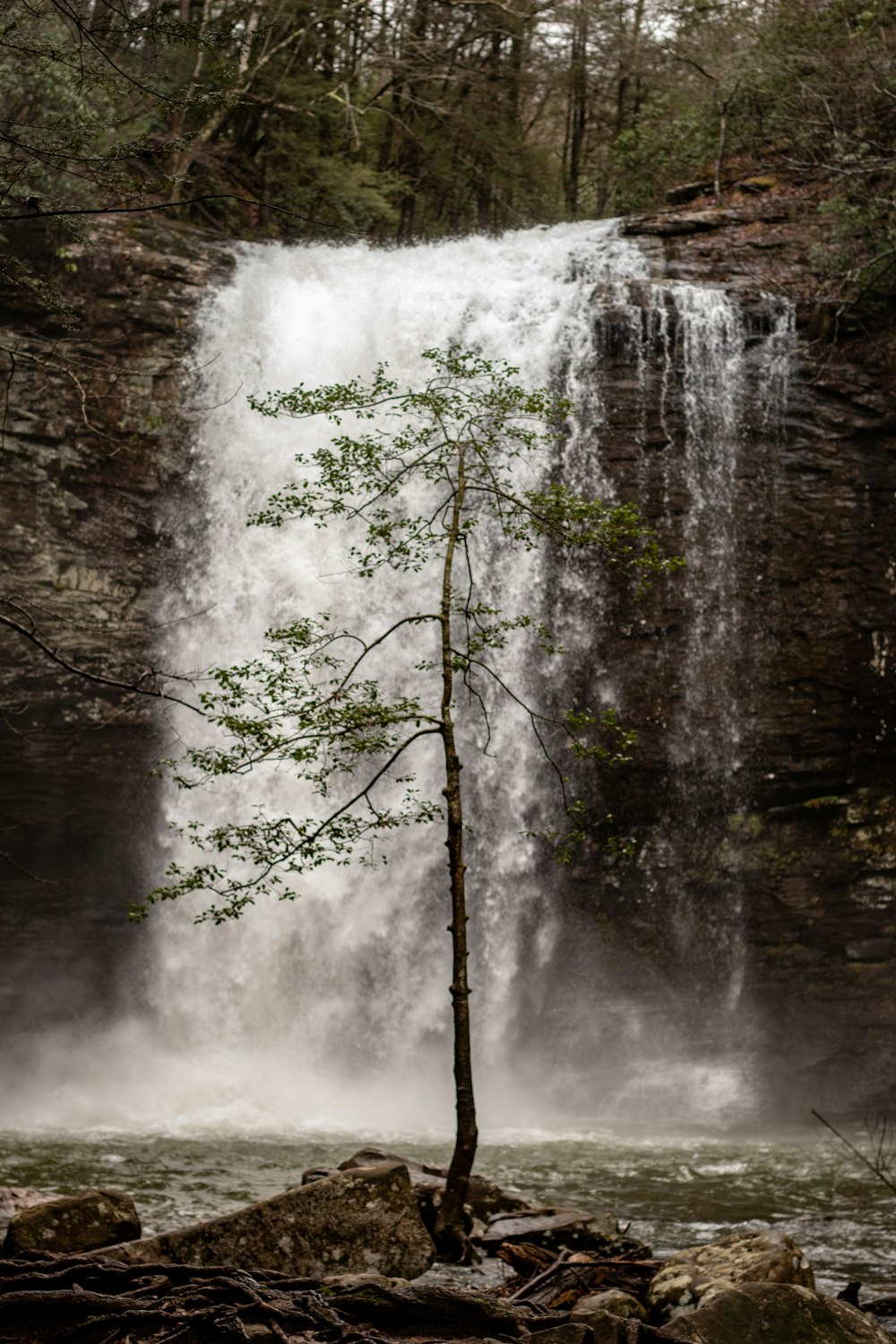 waterfalls surrounded by trees at daytime