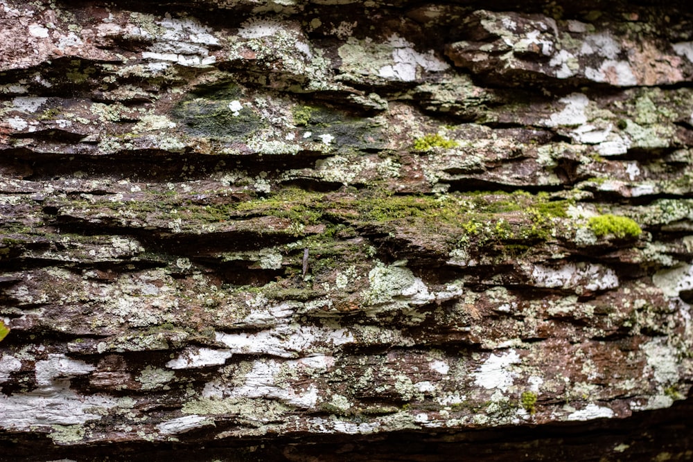 a close up of a tree trunk with moss growing on it