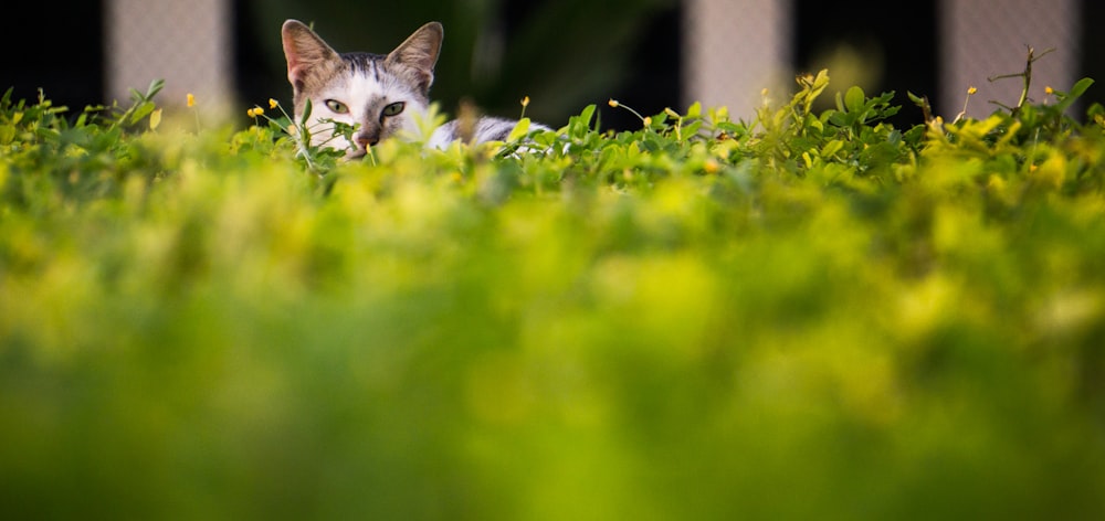 selective focus photography of gray cat on green grass field