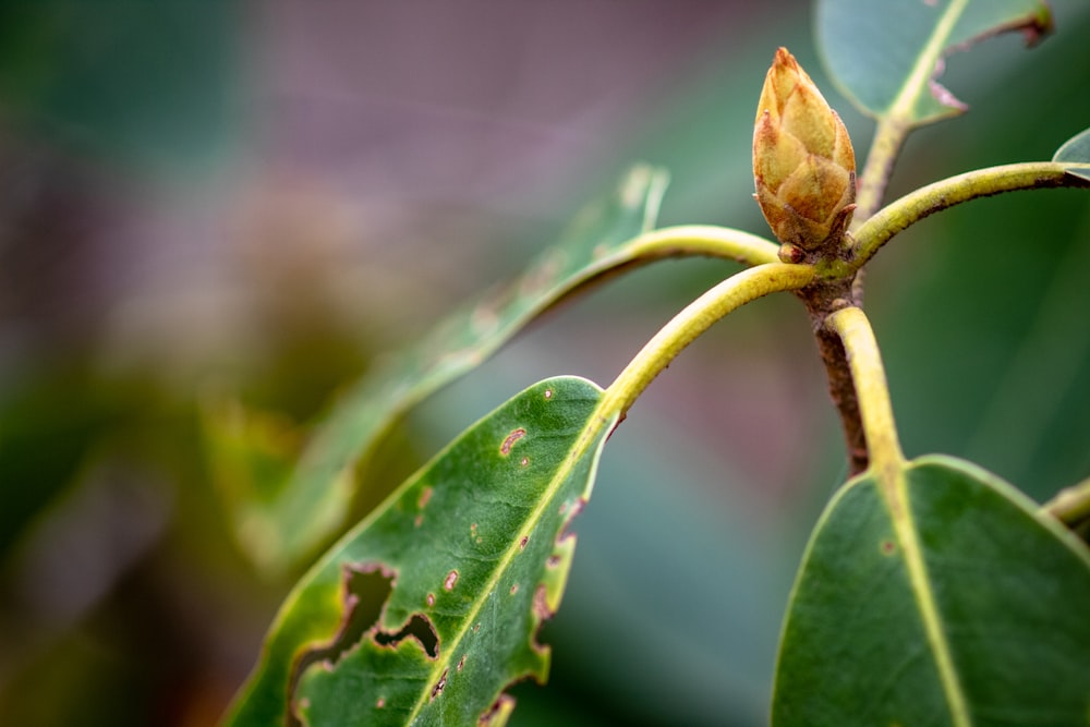 green leaf plant