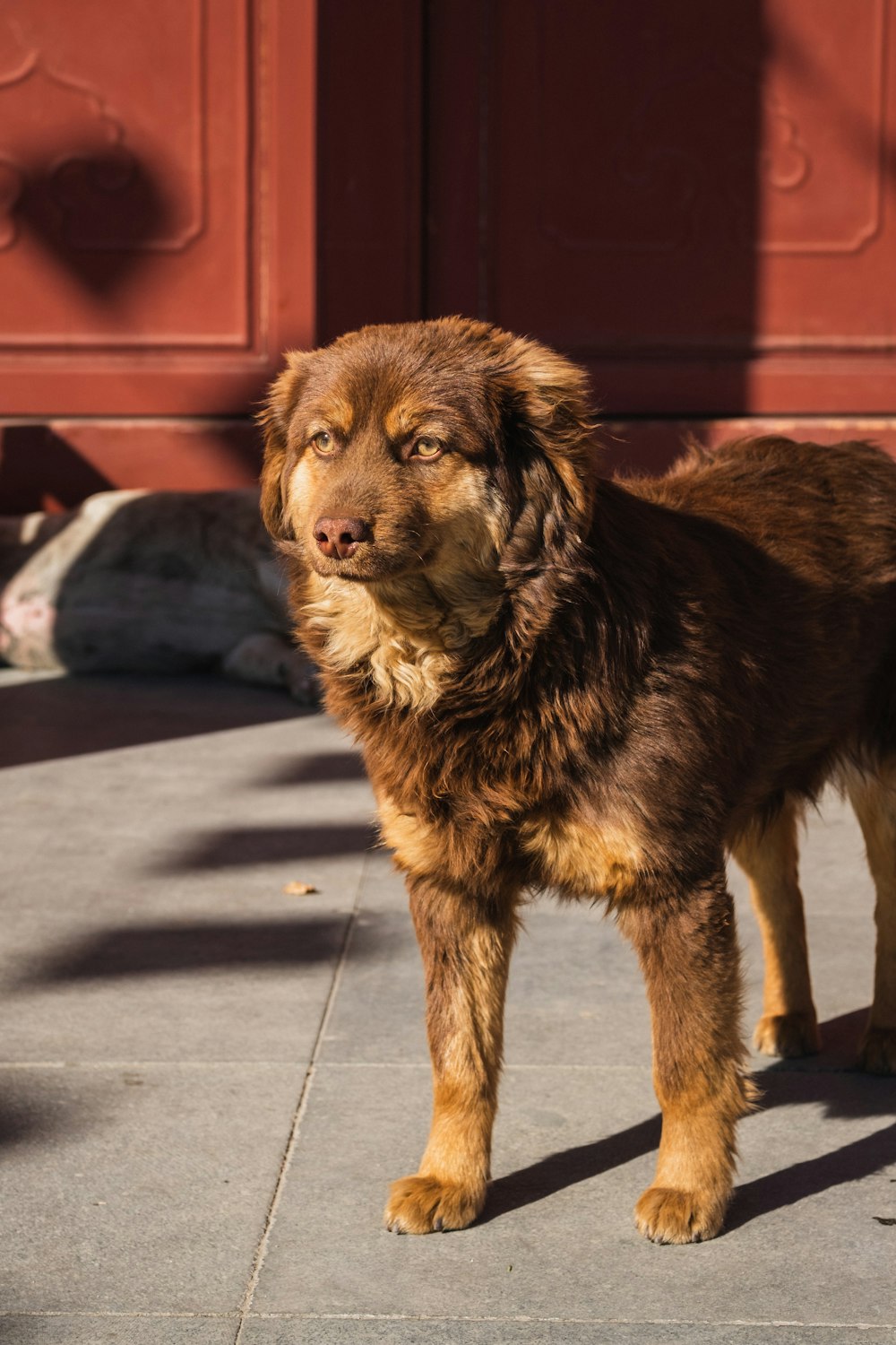 medium short-coated brown dog standing outdoor during daytime