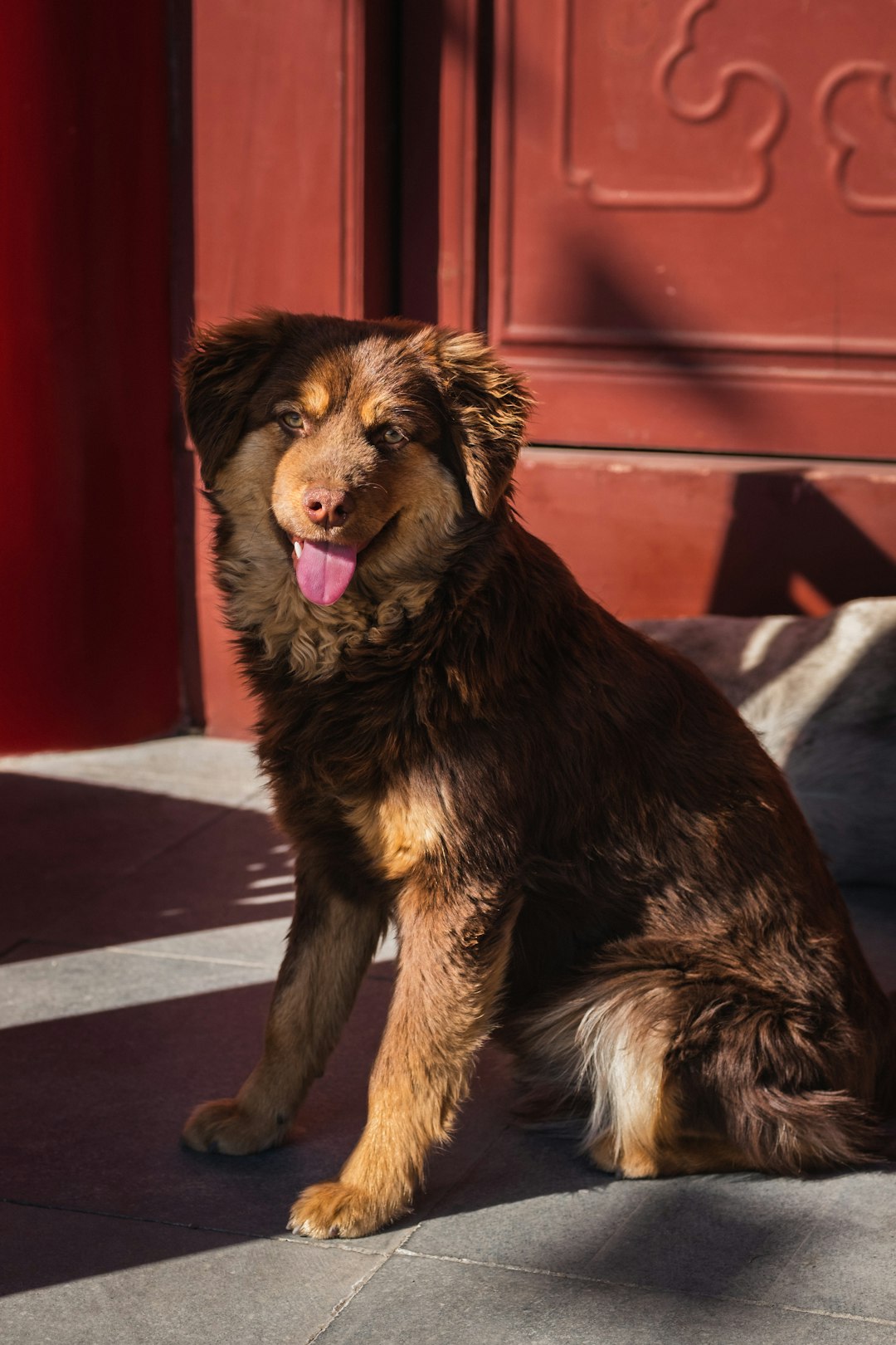 medium-coated tan dog