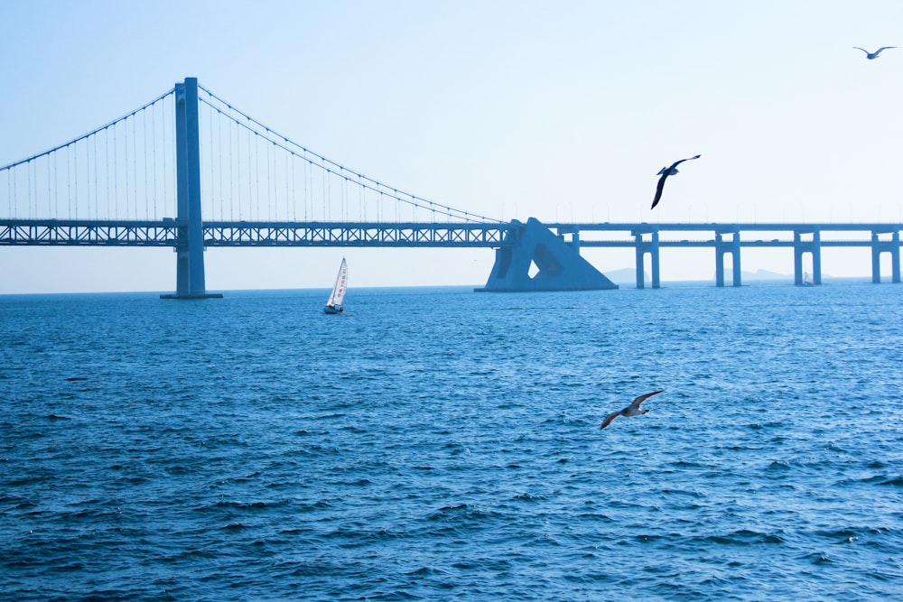 seagulls hovering over sea near bridge