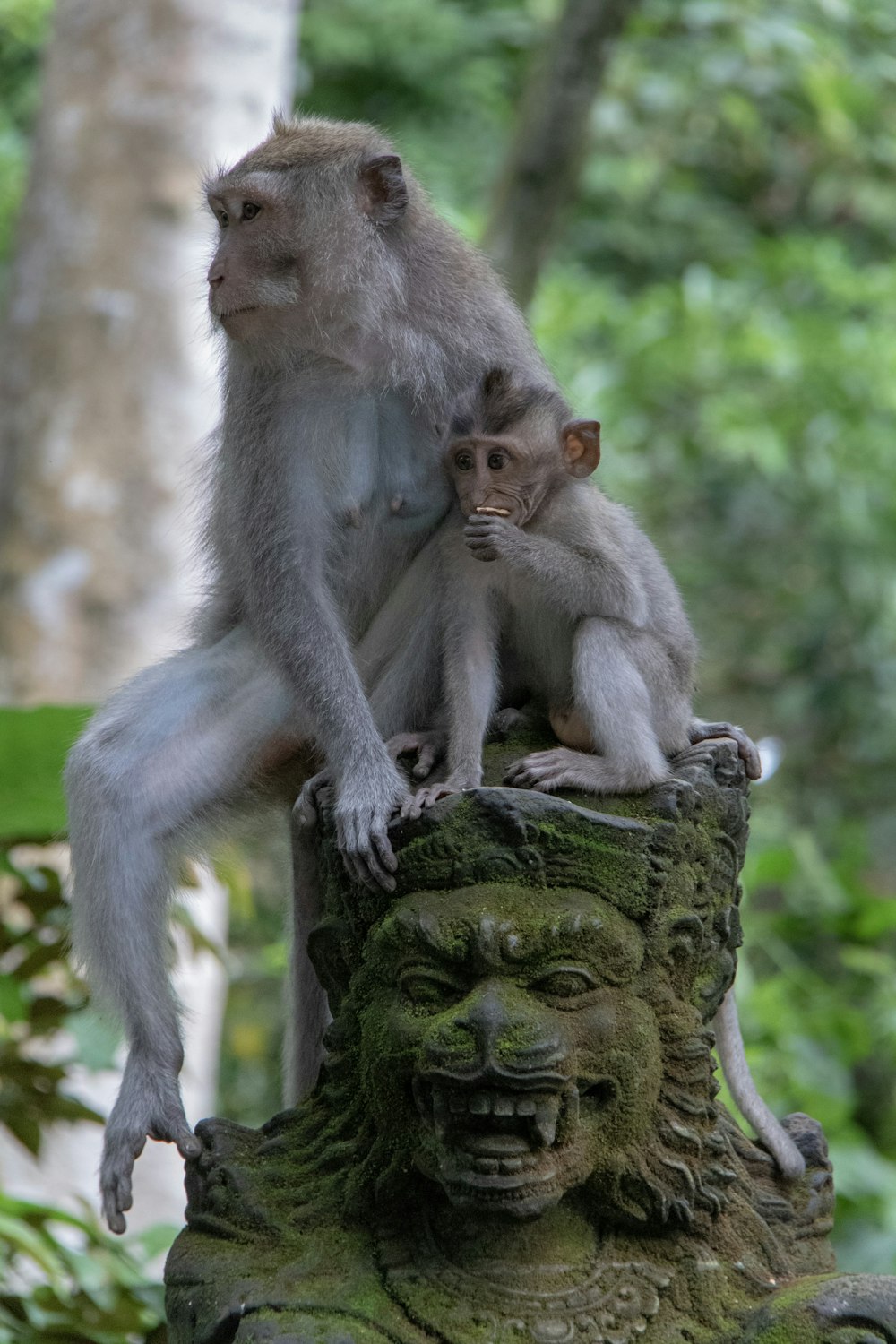 Dos primates